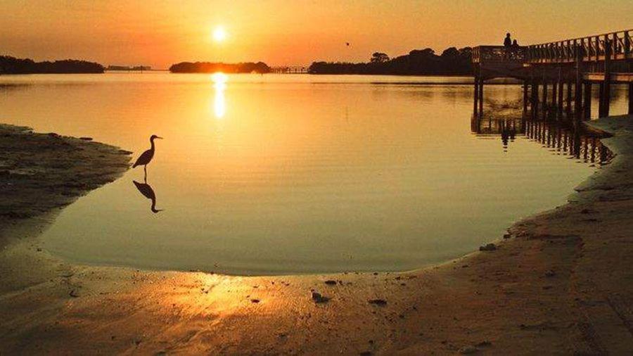 Beaches, Parks, Downtown, Trail, Breweries, Bikes, Gameroom Palm Harbor Bagian luar foto